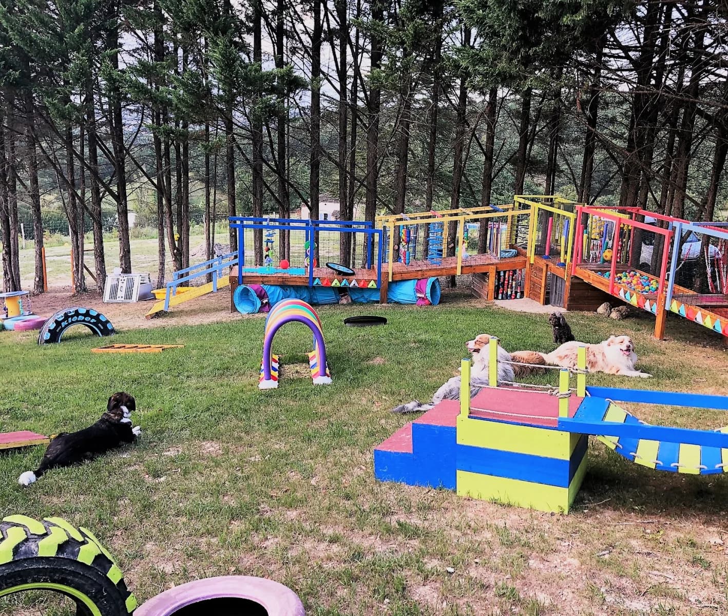 Lucky Dogs, centre d'activités et loisirs canins à Prayssas